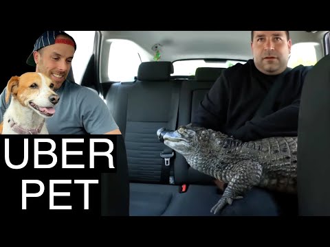 Uber Driver Reacts to Exotic Pets In the Uber