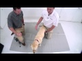 Demonstration of a Canine Forelimb Orthopaedic Examination