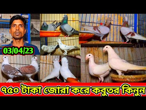 ৭৫০ টাকা জোরা করে রেসার কবুতর কিনুন | খুবই কম দামে ফেন্সি কবুতর বিক্রি