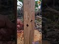 驚異の仕口技術！2枚の板が一体化！木片を打ち込んでさらに強固に！🔨✨