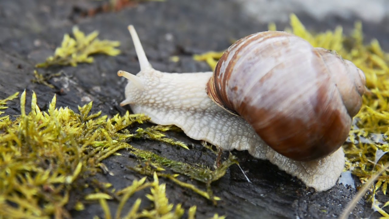 Snails in slow motion