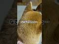 撫でろの圧がすごい柴犬　#柴犬 #柴犬のいる暮らし #shibainu #癒し