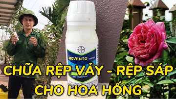 Cách trị Rệp vảy - Rệp sáp trên hoa Hồng một cách triệt để nhất