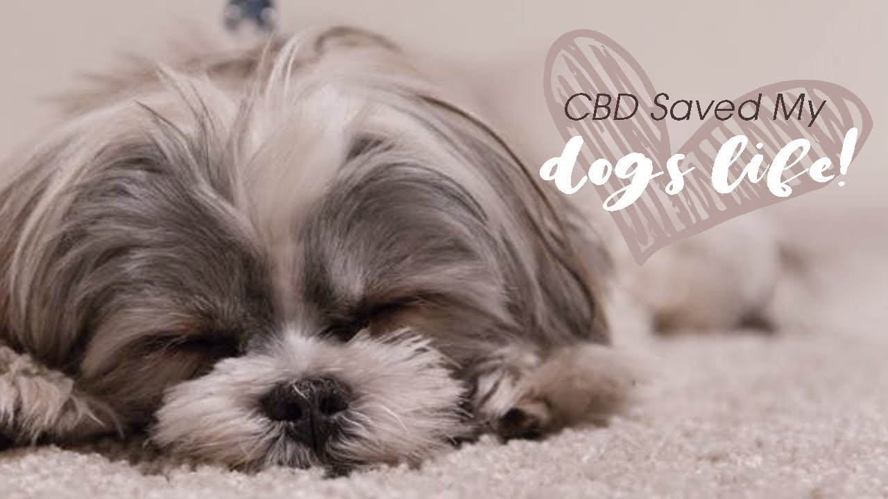 How CBD Oil Saved My Dogs Life