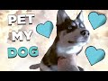 Husky Puppy Halo #19 - Petting my HUSKY PUPPY - 17 Seconds of Joy #Shorts