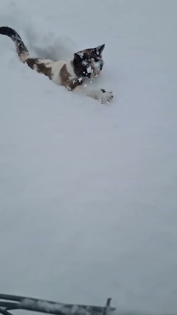 Waw c magnifique vidéo chat
