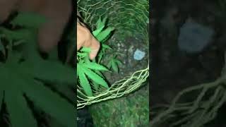 Uk gorilla grow update 🇬🇧🌱💪🏾🦍