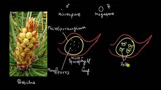Gymnosperms - the male cone | Plant Kingdom | Biology | Khan Academy