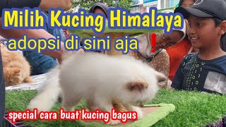 Himalayan and Persian Cat Prices ❗ Automatically fat cats