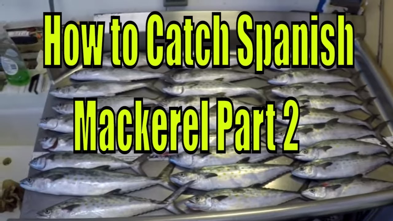 How to catch Spanish Mackerel Part 2 Catching! YouTube