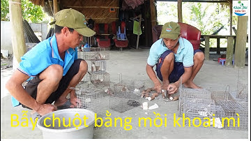 1082 | Bẫy chuột cống nhum kiếm thêm thu nhập | Mouse