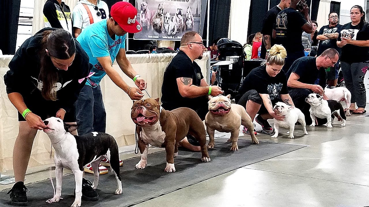 KILLINOIS KENNELS SHOW VLOG4 BRC GLOBAL SOUTH BEND,IN AMERICAN BULLY
