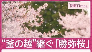 「命受け継ぐ親子桜」武将たちの伝説彩る 古典桜の里 山形“置賜さくら回廊”(2026年4月23日)