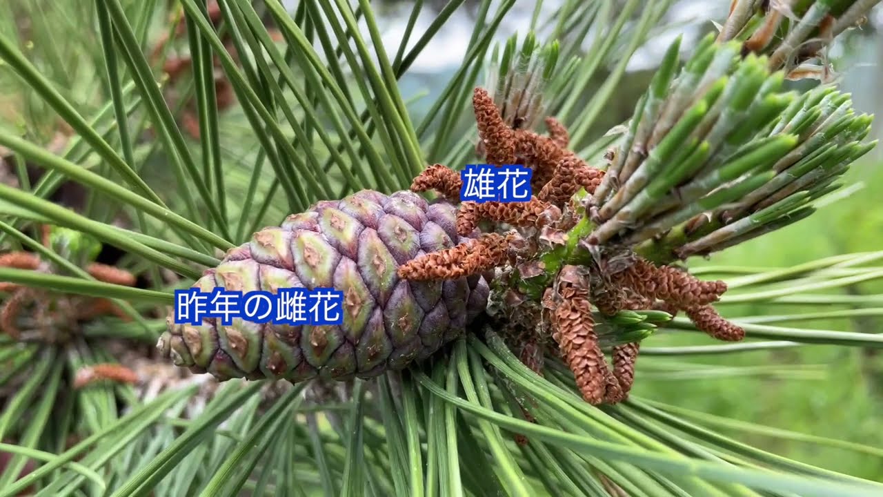 ゆる い理科教室047 マツの花の解剖 植物のなかま 花のつくり 裸子植物 大日本図書 安中市立松井田北中学校 松井田北中 Youtube
