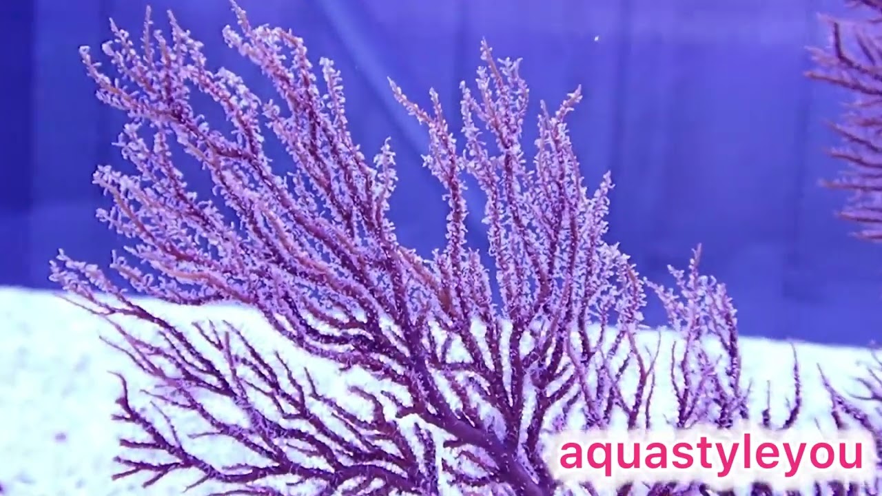 3/10 イソバナ　ヤギ　アクアスタイルユー