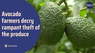 Avocado farmers decry rampant theft of the produce