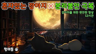 혼자 있어도 안심! 강아지를 위한 분리불안 해소 영상😌🐾 (12시간) - Separation anxiety relief video for dogs