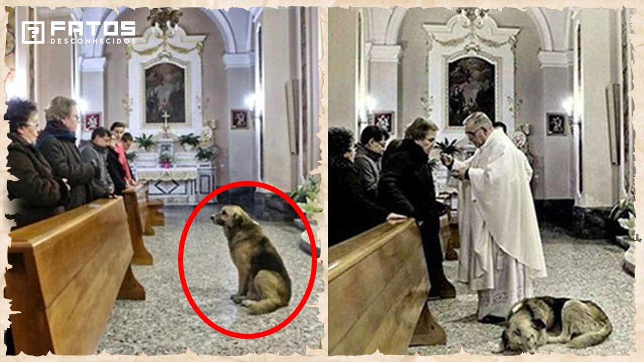 O cachorro ia à igreja todos os dias. A sua história vai te deixar sem palavras