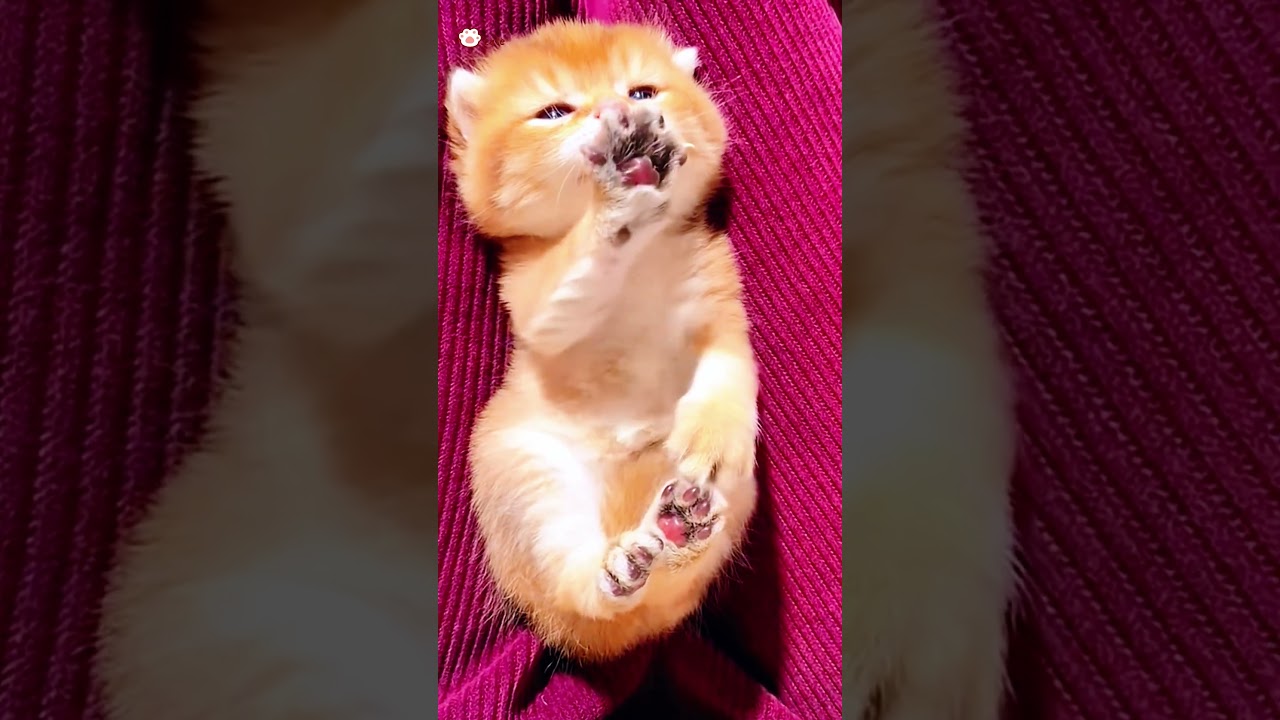 Cute kittens❤️【160】