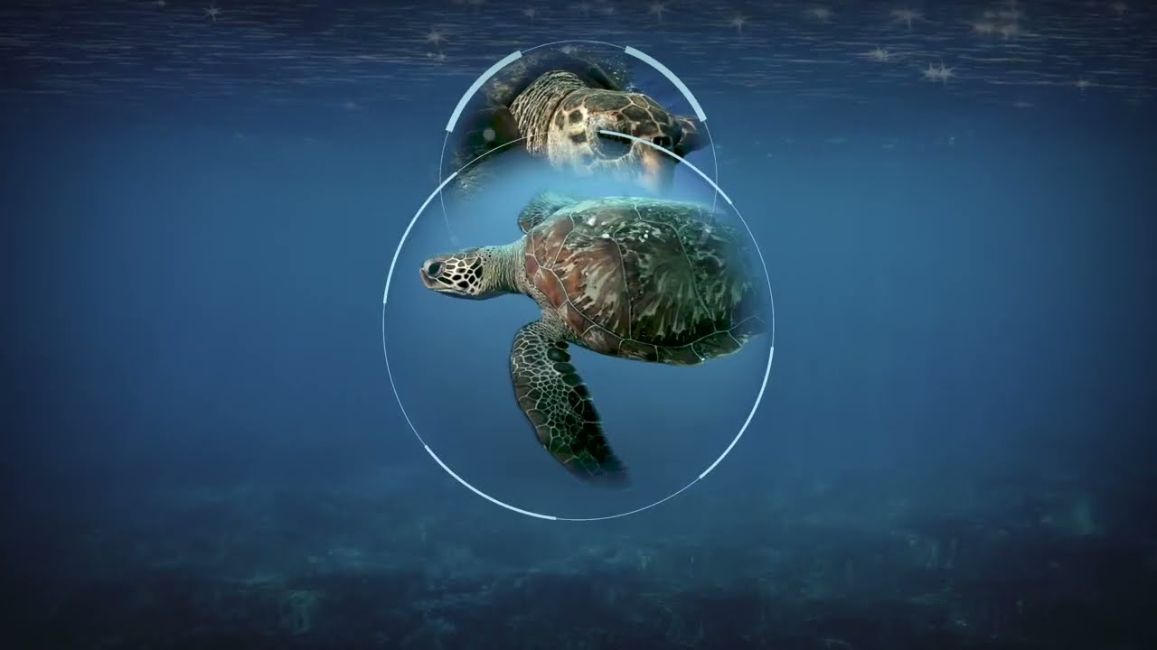 Monitoring Program at the Port Of Açu: World Sea Turtle Day.