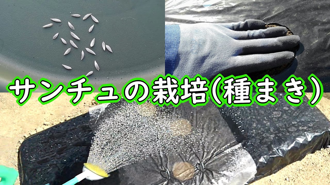サンチュの栽培 種まき 有機栽培でおいしい野菜作り サンチュの栽培 種まき 有機栽培でおいしい野菜作り