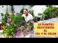 10 PLANTAS RESISTENTES AL SOL Y AL CALOR🌹🌷🥀