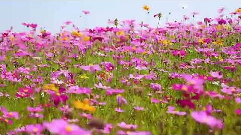 سورة المائدة لأول مرة تنشر على اليوتيوب بصوت الشيخ شوقي حامد شرف الدين