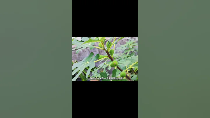 無花果千萬不要打頭，頭旺才能果旺 - 天天要聞