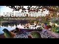 🔴 LIVE Bird Feeder with Smooth Jazz Background Music for Studying, Working, Relaxing, Bird Watching