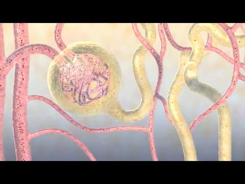 How Your Body Gets Rid of Medications