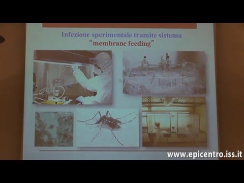 Video: Infezione E Trasmissione Del Virus Della Cache Valley Da Parte Delle Zanzare Aedes Albopictus E Aedes Aegypti