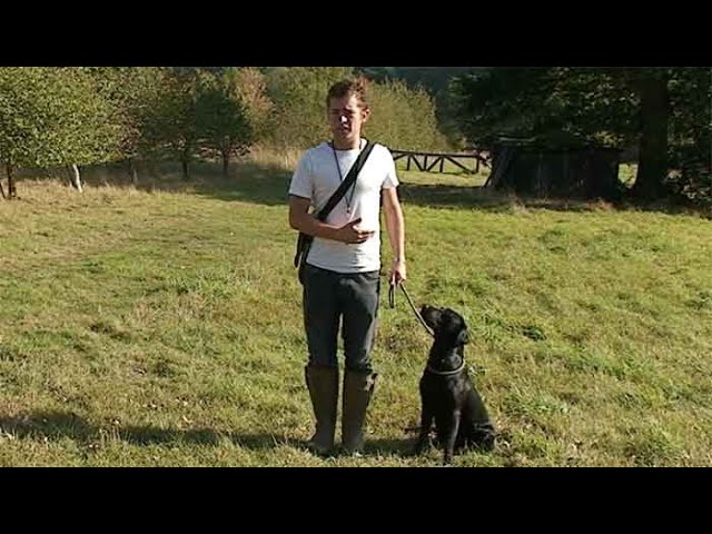 What Age Should You Start Gundog Training