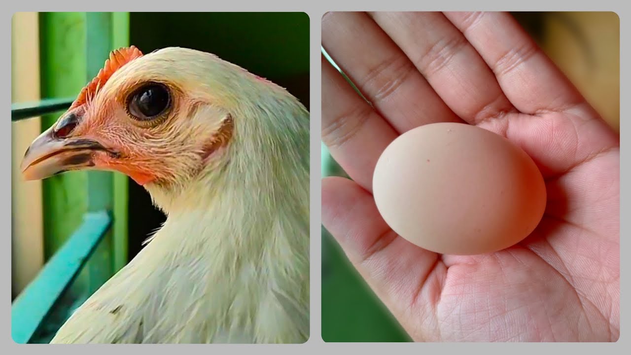How Our Hen Makes Sound Before Laying An Egg - YouTube