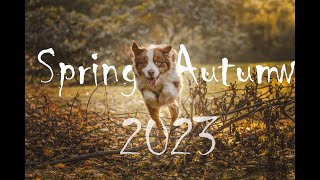 Back To You~~~~Spring and Autumn 2023 with Tesla the Australian Shepherd