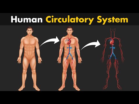 How Human Circulatory