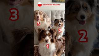 Polish Numbers 🇵🇱 1 2 3 (Dog Edition)