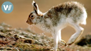 Schneehasen in Schottland | Tiere vor der Kamera (2002) | Folge 38/54