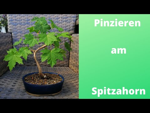 Pinzieren am Spitzahorn