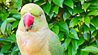 Talking Parrot Live Vidio Birds and Animals  is live