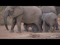 Baby Elephant feeding