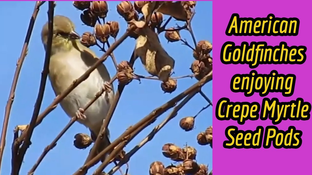 Goldfinches enjoying Crepe Myrtle seed pods. 