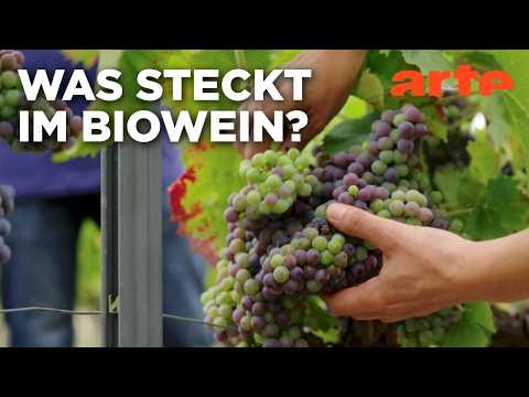 Biowein - Alles reine Natur? | Doku HD Reupload | ARTE