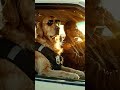 Dog Police