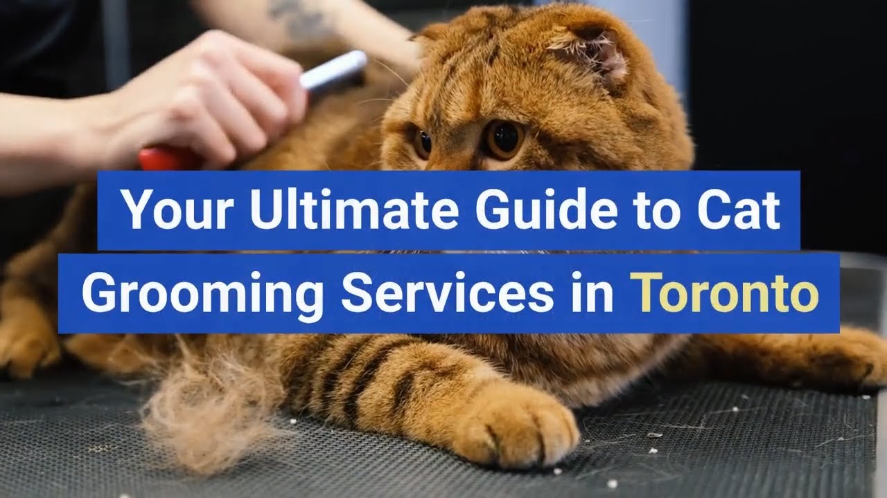Your Ultimate Guide to Cat Grooming Services in Toronto YouTube
