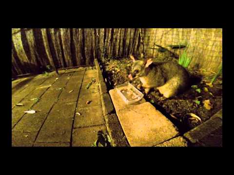fatty-the-wild-brushtail-possum-in-backyard---take-#1