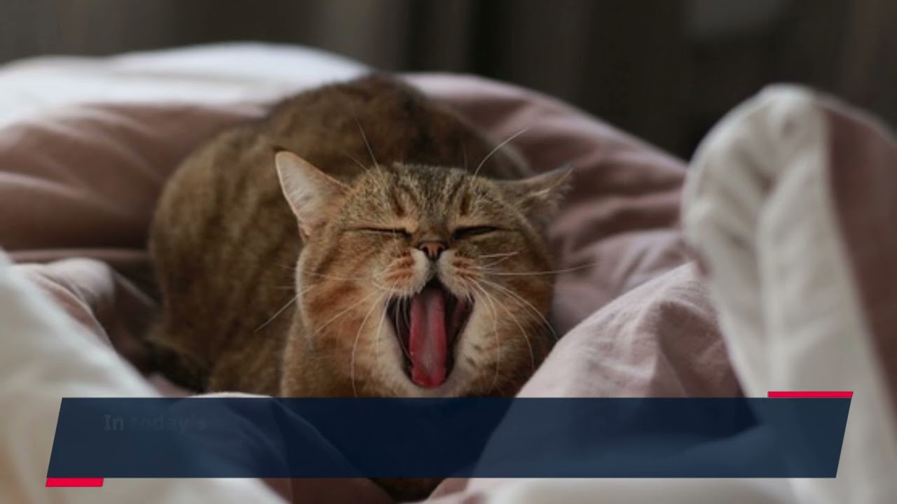 Unlocking the Power of Natural Healing: Discover Liv Pure’s Holistic Balance Program