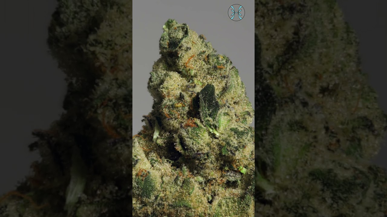 Pink Certz Strain Review 🍬 | 34% Hybrid by Cultivar 