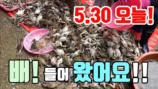 소래포구 난전 어시장 생새우 가격 왜이래? 누가 갈까요? 5.30 오늘 최신 영상! 꼭 시청후 가세요. korean fish market channel