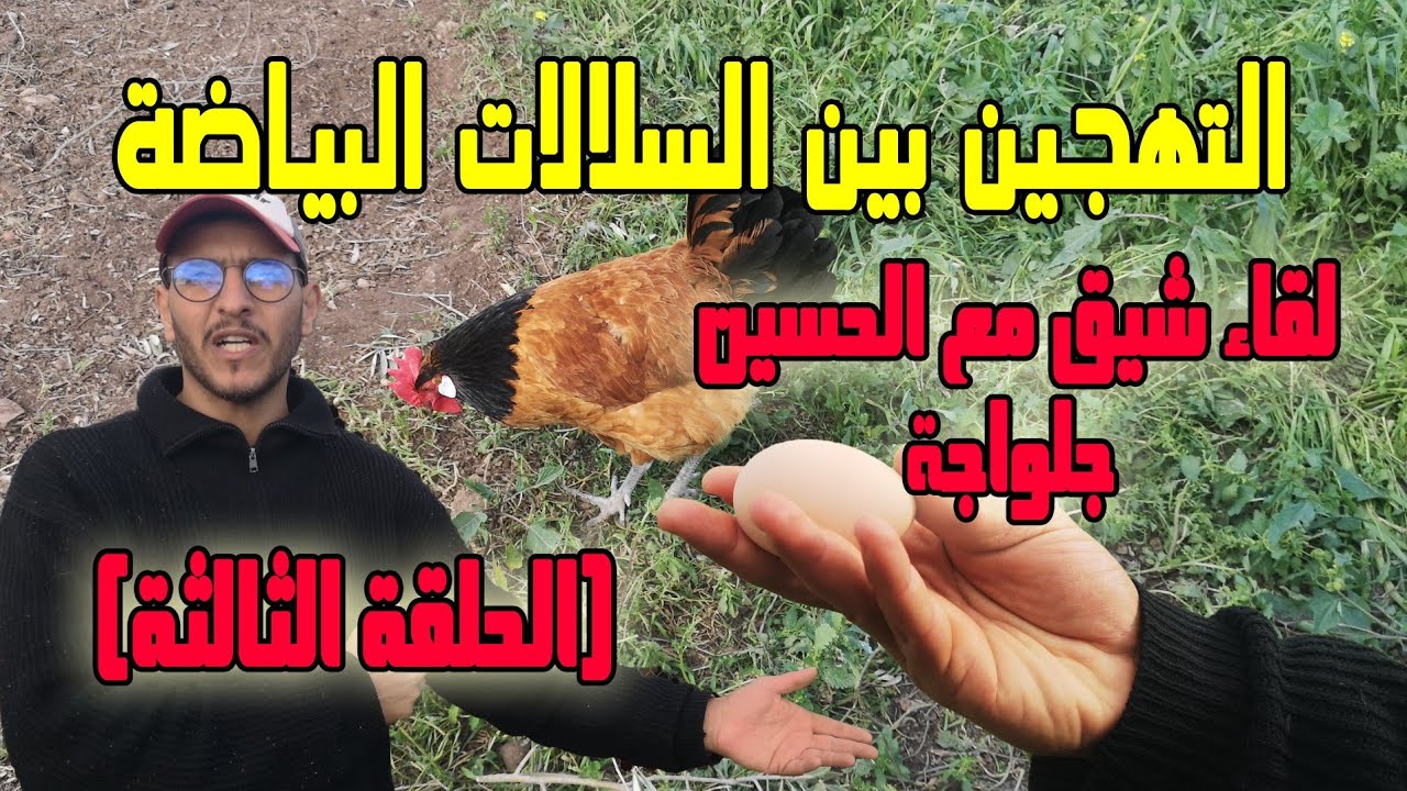 تربية الدجاج البياض - التهجين بين سلالات الدجاج مع الحسين جلواجة (الحلقة الثالثة)
