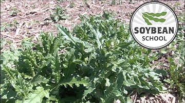 Soybean School: Controlling weeds that lurk in field boundaries